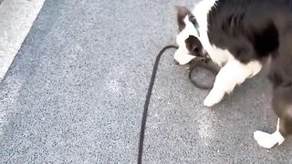 Difference between Border Collie and Husky..????