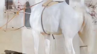 Beautifully encapsulates the profound bond between Children's and horses.