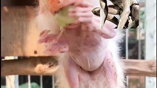 Extraño Animal Comiendo ????‼️|precioso????#amazonas #animales #anillos #mico #blanco | Él Biólogo | Él Biólogo · Original audio