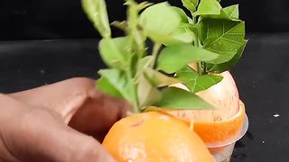 Unique combination of apples and oranges grow fast in water