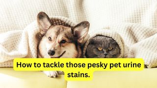 Watch the magic happen! ???????? Say goodbye to pet urine stains!