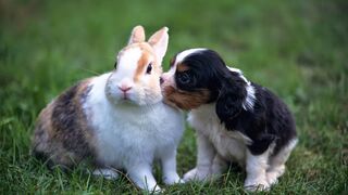 Rabbit and Dog friendship that you have never seen 2023