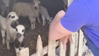Animals 50