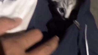 Cute cat 87