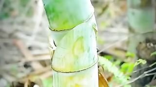 Bamboo paper making handwork.
