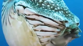 This cephalopod (a cousin of octopus and squid)
