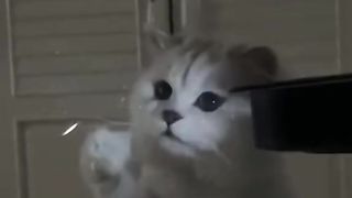 Cute cat 88