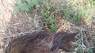 Animal's lover 147
