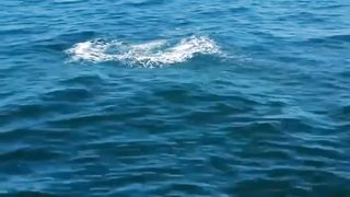 FISHING N1 #fisherman #fishing #baliqovi #bigfish #fish #fishingvideos #youtubeshorts