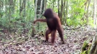 orangutans in the wild