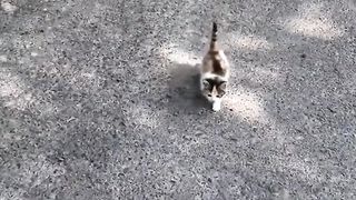 You’re a cat owner now