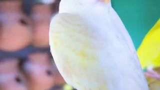 خوبصورت پرندے beautiful birds