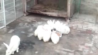حزارہ