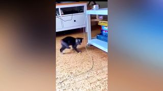 cute cat action