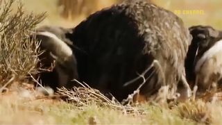 Cheetah too fast