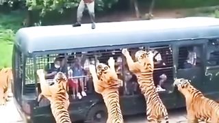 The human and tiger