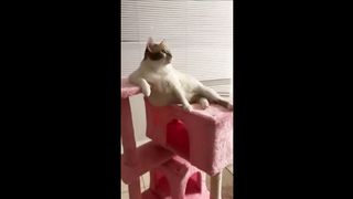 adorable cat behavior