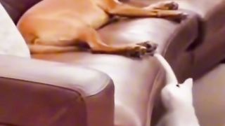 Funny Cat Vs Dog Viral Video 15