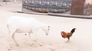 Funny Goat Vs Hen Viral Video