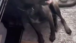 Funny Dog Viral Video 24