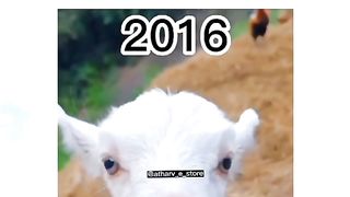 Funny Goat Viral Video 2