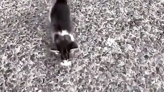 That's a lot of cats