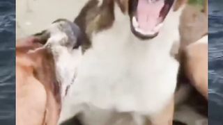 funny dog 19