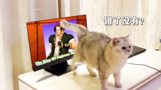 Funny cats compilation 7