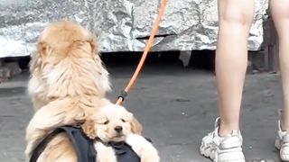 Sweet puppy