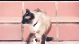 Mischief | Cat Chronicles: The Neighborhood Thief | FelineBurglar | FunFM