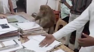 Observation | Quick Pace: "I Think He's in a Hurry" | SpeedySightings | FunFM