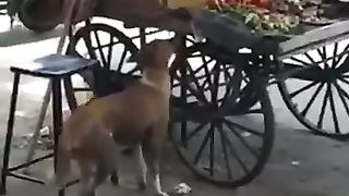 Funny videos and jokes of cute animals