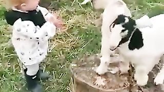 A little boy is happy to meet baby goats