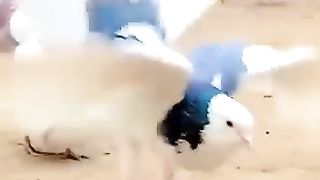 Funny animals - best friends