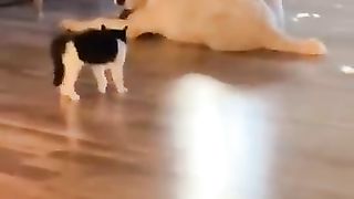 The huge dog caresses the cute little cat