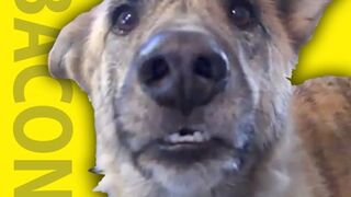 Ultimate Dog Tease 4