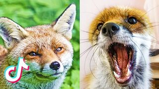 TikTok Foxes Doing Fox Things TikTok Compilation