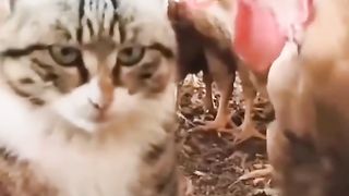 Animals 51