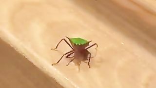 insect waving
