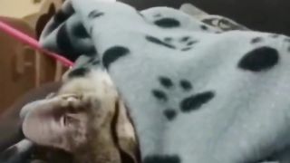cold cat