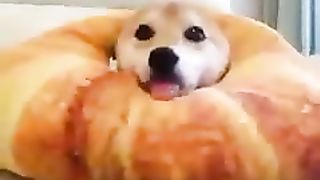 dog growing ears