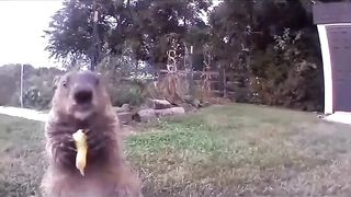 The most hateful animal in the world