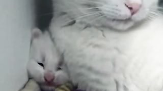 Mother cat relaxing on kitten