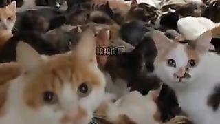 cat house
