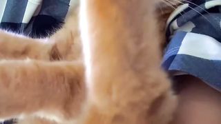 funny cats 27