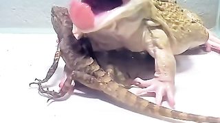 Frog Eat Gecko Animal channel
