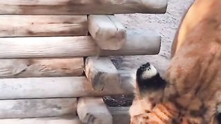 Cute baby Tiger