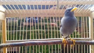 Very melodious bird voice