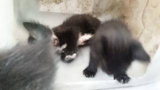 The little cat????