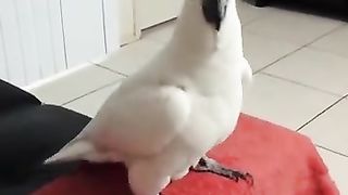 Dancing Bird 2